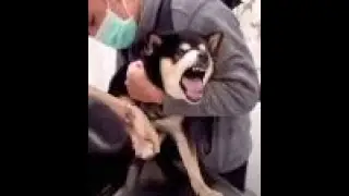 The fun of acting in dogs and cats #shorts #animals #cla