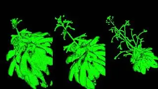 D5.4: Demonstration of 3d reconstruction of plants over time (4d) to follow plant growth