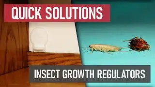 Quick Solutions: What are Insect Growth Regulators?