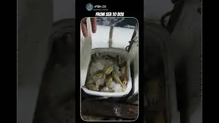 Golden Croaker Packed to the Top! Unbelievable Haul 🎣 | #croaker #fishing #fishingshorts #yellowfish