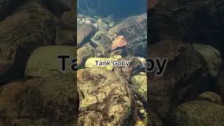 Eastern Ghat Fishes #aquariumfish  | Music: WanderMusician: @iksonmusic