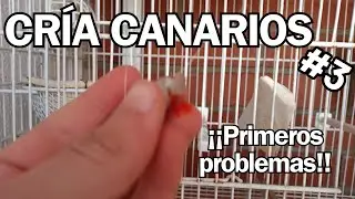 Ya empiezan los PROBLEMAS!!! | CRÍA de CANARIOS 2024
