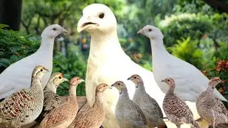 Female Teetar Voice | Francolin Pair Calling in Jungle | Teetar Awaz Sound|Partridge Pair Sound