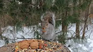 premium, unsalted pecans