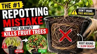 Repotting Fruit Trees & Green Tea Plant Correctly 