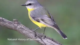Eastern Yellow Robin of Australia