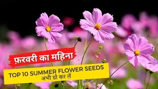 Flower seeds to grow in february | फ़रवरी में लगाए ये फूलों के बीज, गार्डन फूलों से भरा रहेगा