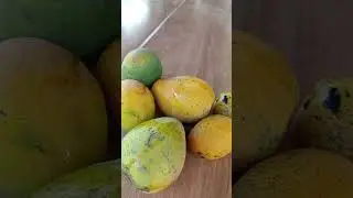 Colhendo manga coquinho no sítio