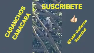 Carancho #Carancho #caracara #rapaz #fresno #araucaria #palmera #arecaceae #parquelasheras #comuna14