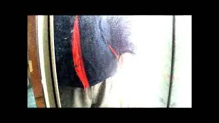 Jacket Lapel Won't Lay Flat...VELCRO IT!
