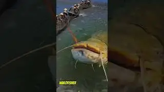 Commotion! Super Monster Catfish Trapped in Fisherman's Net,Its Size is Beyond Reason! #shortvideo