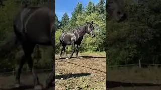 Bethanys Herd is live! Helping my horse make new friends | Ella tries to eat a rock