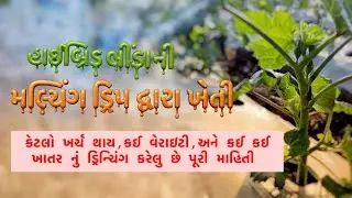 પહેલી વાર ટપક મલ્ચિંગ માં ભીંડા ની ખેતી 