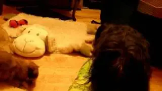 Bolonkas erobern das Wohnzimmer