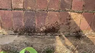 So You Think You Have Ants?