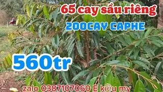  Vuon sầu riêng đất đỏ baza. 65cay.200cay cà phê.  560tr sổ hồng cầm tay 
