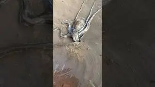 Unbelievable! Octopus Found Crawling in Mud 🐙 #NatureSurprise