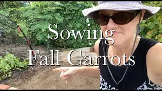 Sowing Fall Carrots Heirloom Cosmic Purple Carrots | Growing Carrots Series Episode 4