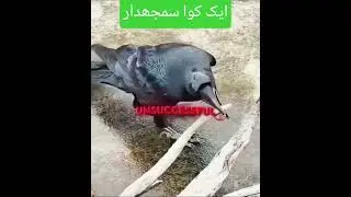 Crows Doing Unbelievable Things #SmartCrow #TalkingCrow #CrowSounds #CrowLife #AmazingCrow