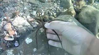 Ofioderma (ophioderma longicauda)