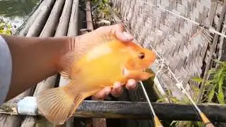 EPISODE #2 MANCING IKAN RED DEVIL
