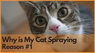 Why Is My Cat Spraying | Reason1