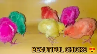 Cute Beautiful chicks just 