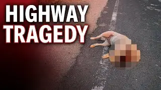 Road Accident KILLED My Dog! 😢 Must Watch Harish Vlog