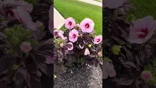 Beautiful hibiscus flowers. ￼#myfortwayne #beautifulflowers #fortwayne #indiana #optoutside #500subs