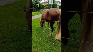 German Travel #travel #trending #shorts #nature