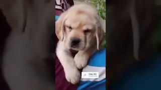 #kota #pets #cat #9694010165 #doglover #yourpet #labrador #cuteanimal #petlover
