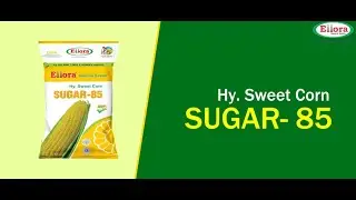 Ellora Seeds | Sugar 85 - Sweet Corn is finally here!🌽❤️ #farming #seeds #farmer#elloranaturalseeds