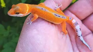 Leopard Geckos & the Hobby | Q&A | Ep. 3 | 2023 | What happened to Frank + New Rack Build