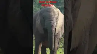 #funny #animals# #viral #yotube#Top10 #trendingtop10 #viralvideo