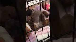 What do dogs dream about?