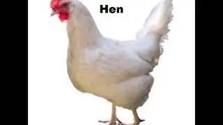 Learn and Speak Balti Language - Hen