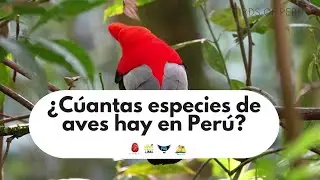 &iquest;Cu&aacute;ntas especies de aves hay en Per&uacute;?