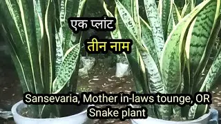 Sansevaria or snake plant benefits in your life || snake plant care tips || Berhampur nursery 