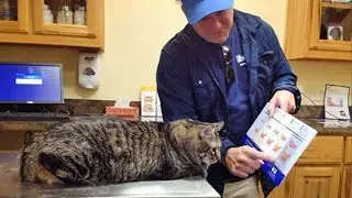 When your cat want more treats Funny Cat and Human