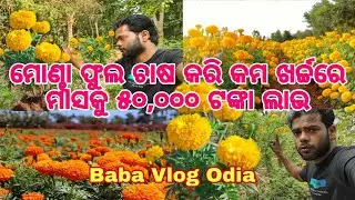 ମୋଣ୍ଢା ଫୁଲ ଚାଷ କରି କମ ଖର୍ଚ୍ଚରେ ମାସକୁ ୫୦,୦୦୦ ଟଙ୍କା ଲାଭ | Complete guide |Flower farming