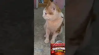 #cat #funny #comedy #dog #cute #dogshorts #vikramcomedy #catshorts #popular #reelsindia #ytshorts