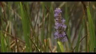 Mosaic Company Land Reclamation - On TV