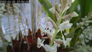 Ludisia discolor time lapse January 2022