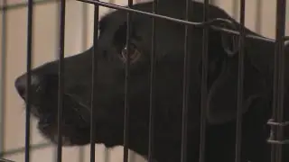 Overcrowding at Austin Animal Center leads to promotion