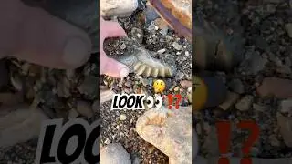 Неожиданная находка фрагмента окаменелости ⁉️ #находкинапляже #поисккамней #охотникзаокаменелостями