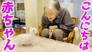 生後二か月の赤ちゃん猫と97歳のお婆ちゃんが初対面したぞ！の巻【猫と人間の家族アナザーストーリー】