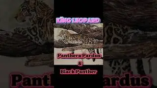 Short 18/Part 3| #kingleopard #blackpanther  #KingOfFelidaeFamily #kingfelines #KingdomOfAnimals66