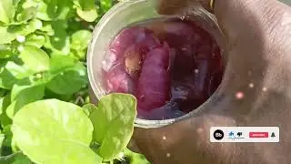 kuch tips Garima mein lagatar full pane ke liye