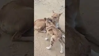 unseen bond: village dogs adopting orphaned puppy their own #dog #puppy   #short #puppyvideos