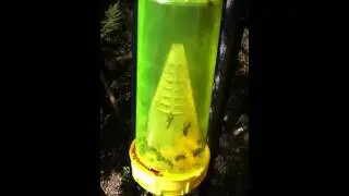 Yellow Jackets on Orcas Deck